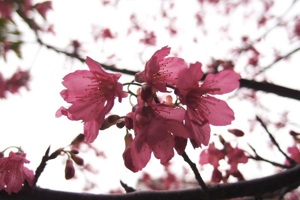 Blossoms at Hsinchu Science Park