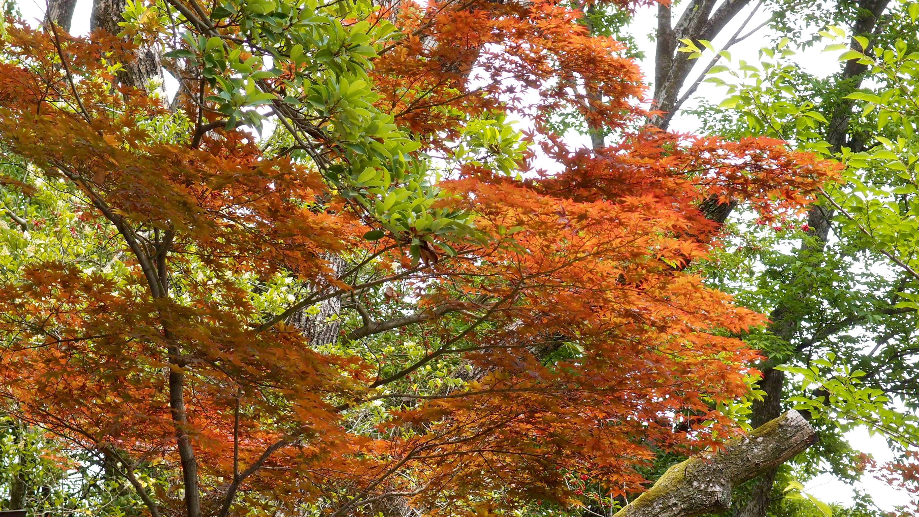 Yasaka-jinja, Kyoto, Japan