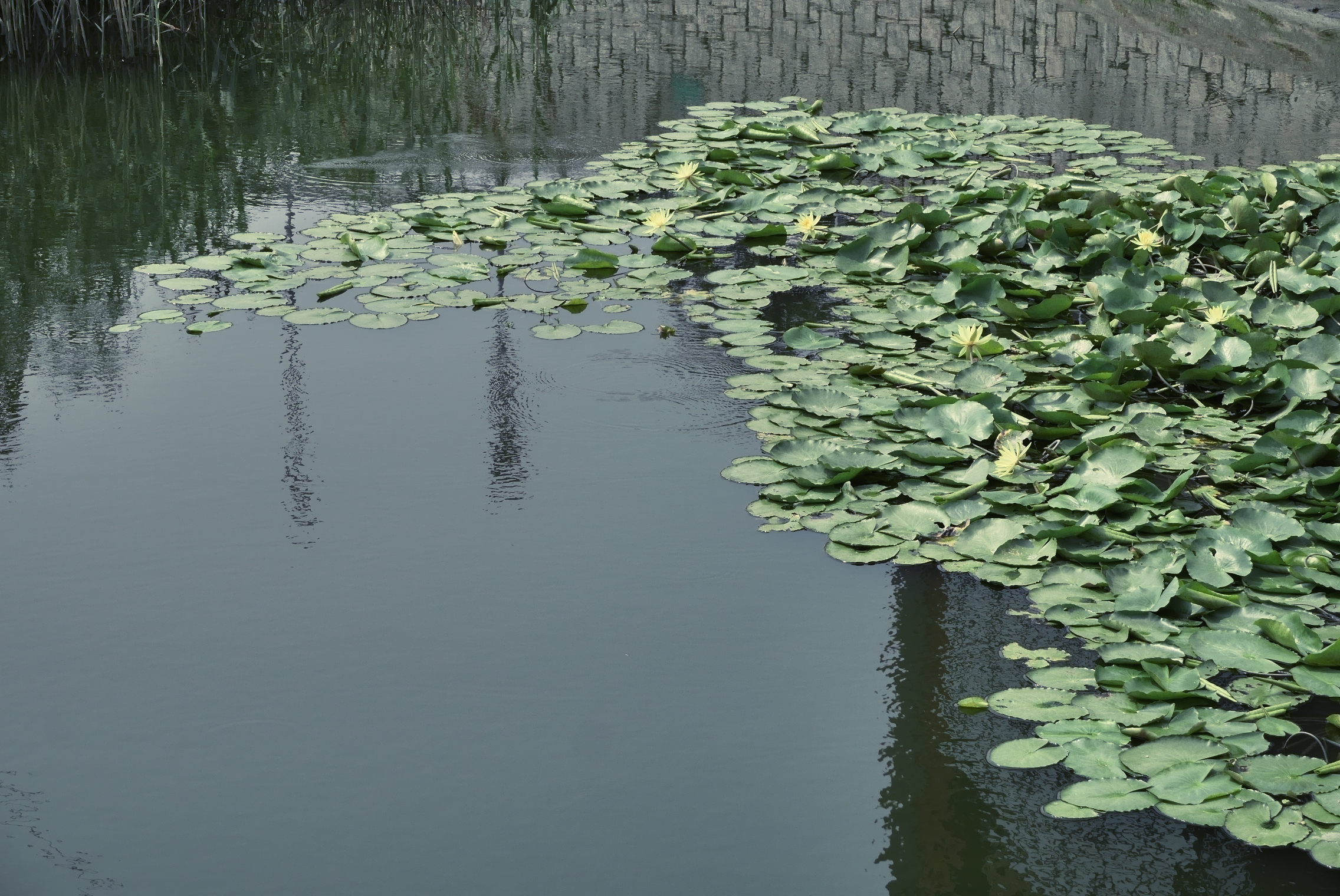 Travel Photographer | Lotus leaves at Ping Shan Heritage Trail Hong Kong