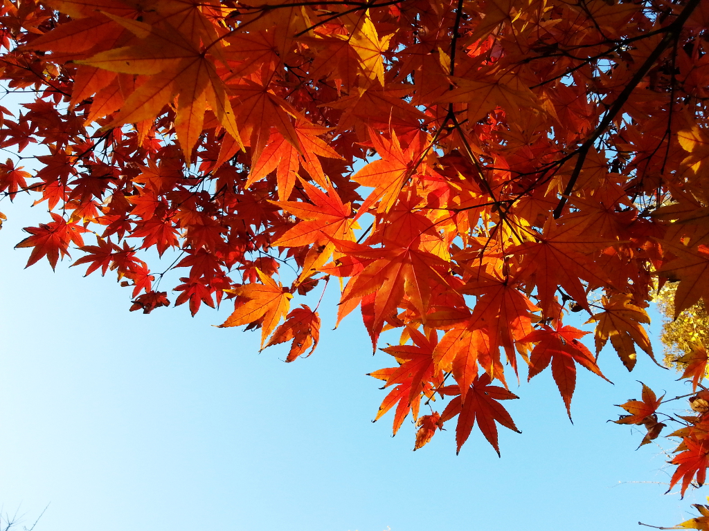 Travel Photographer | Autumn 서울숲 (Seoul Forest) South Korea