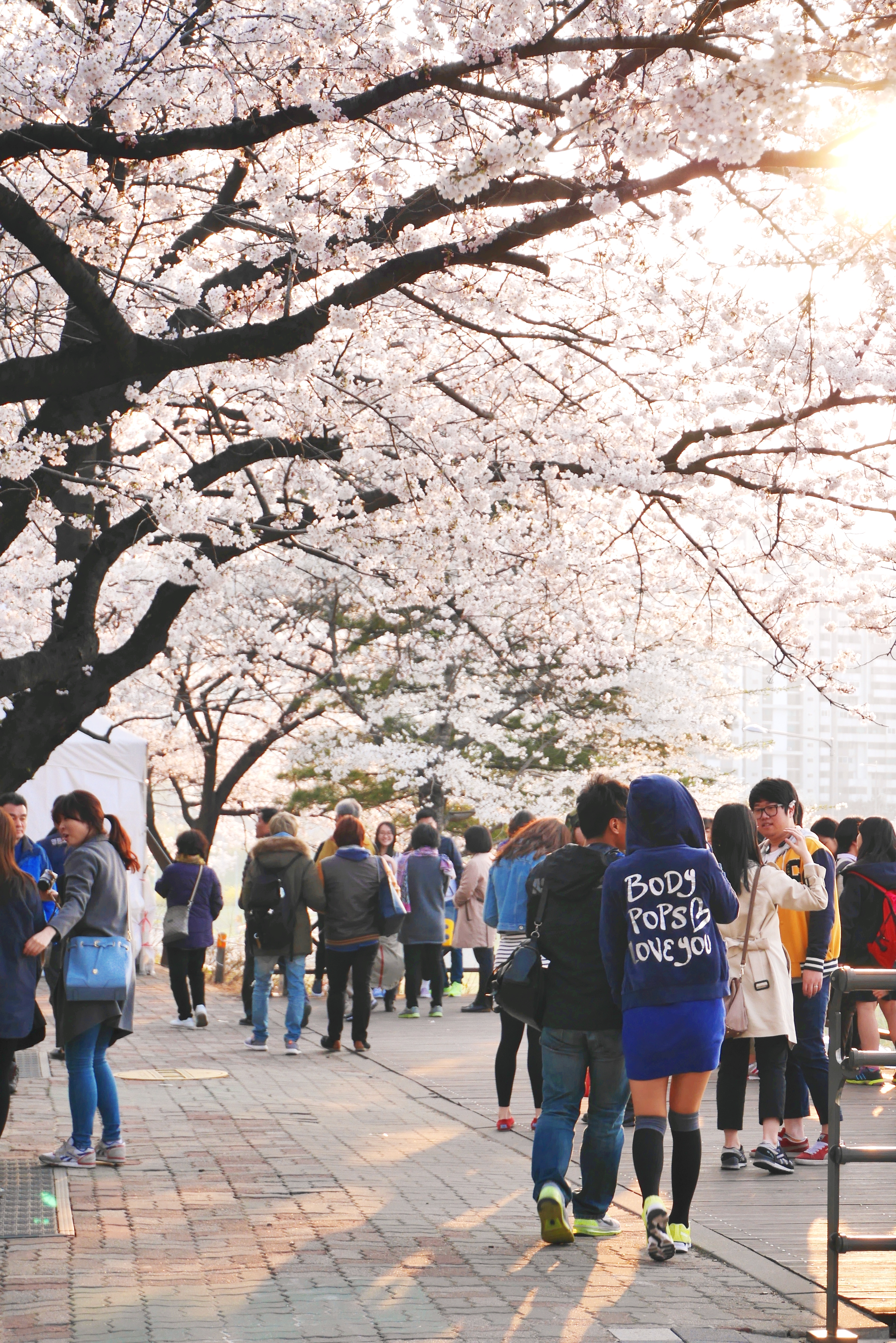 Spring in Yeouido Park (2015)