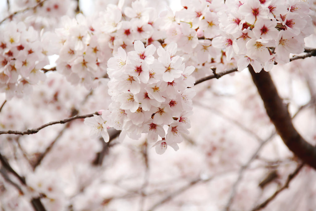 Jinhae, South Korea.