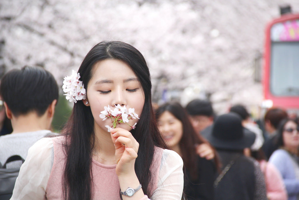 Jinhae, South Korea.