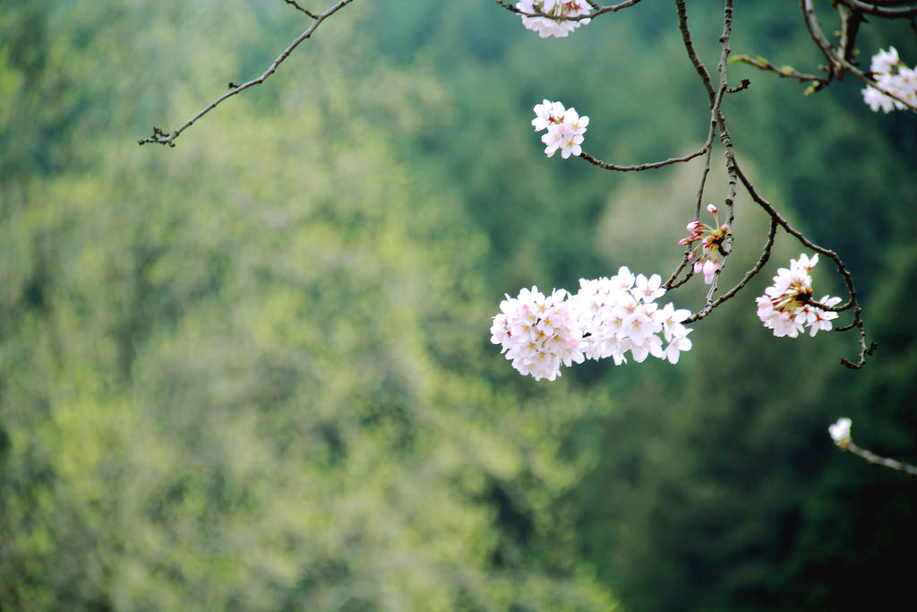 Jinhae, South Korea.