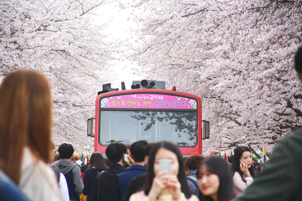 Jinhae, South Korea.