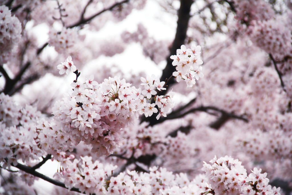 Jinhae, South Korea.