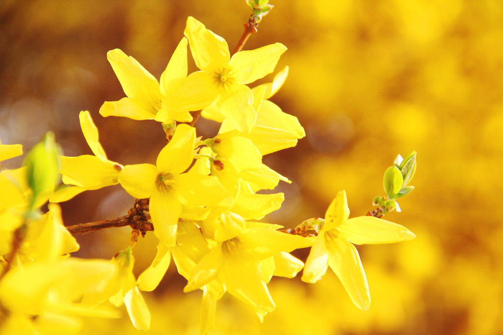 Seoul National Cemetery (국립서울현충원)