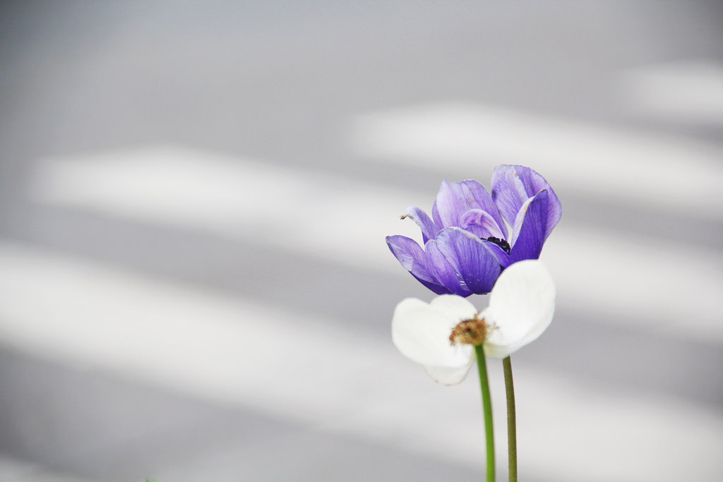 Seoul National Cemetery (국립서울현충원)