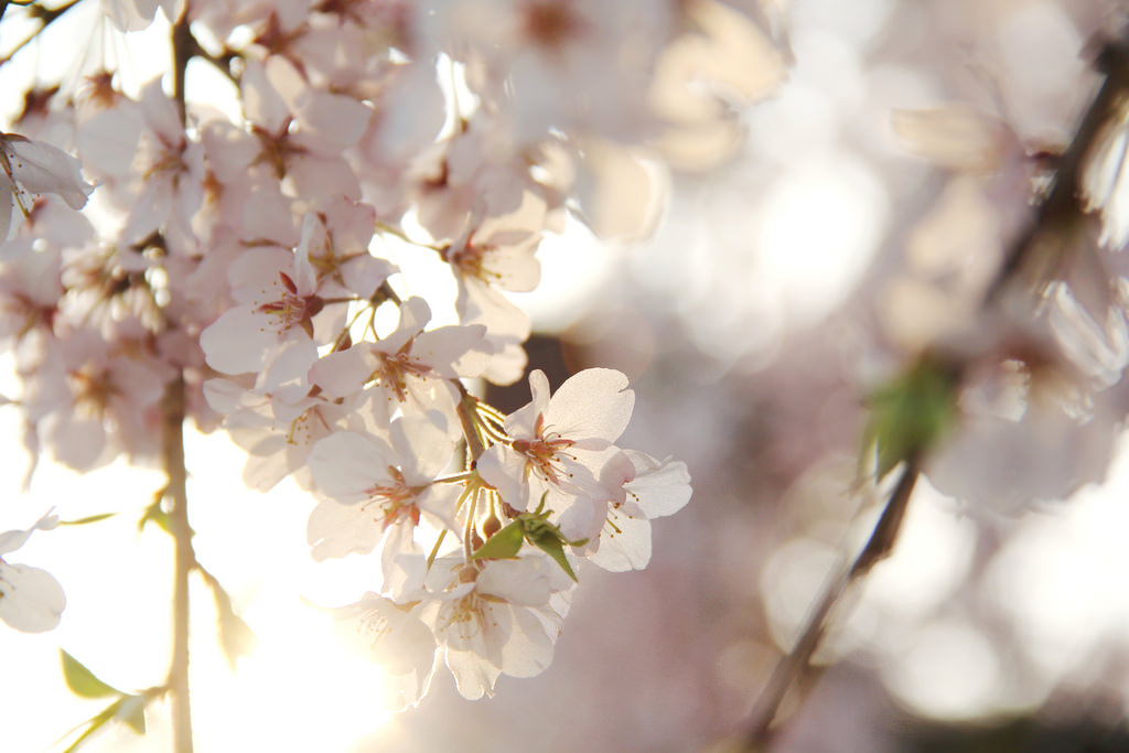 Seoul National Cemetery (국립서울현충원)