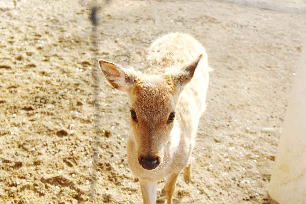 Deer at Seoul Forest