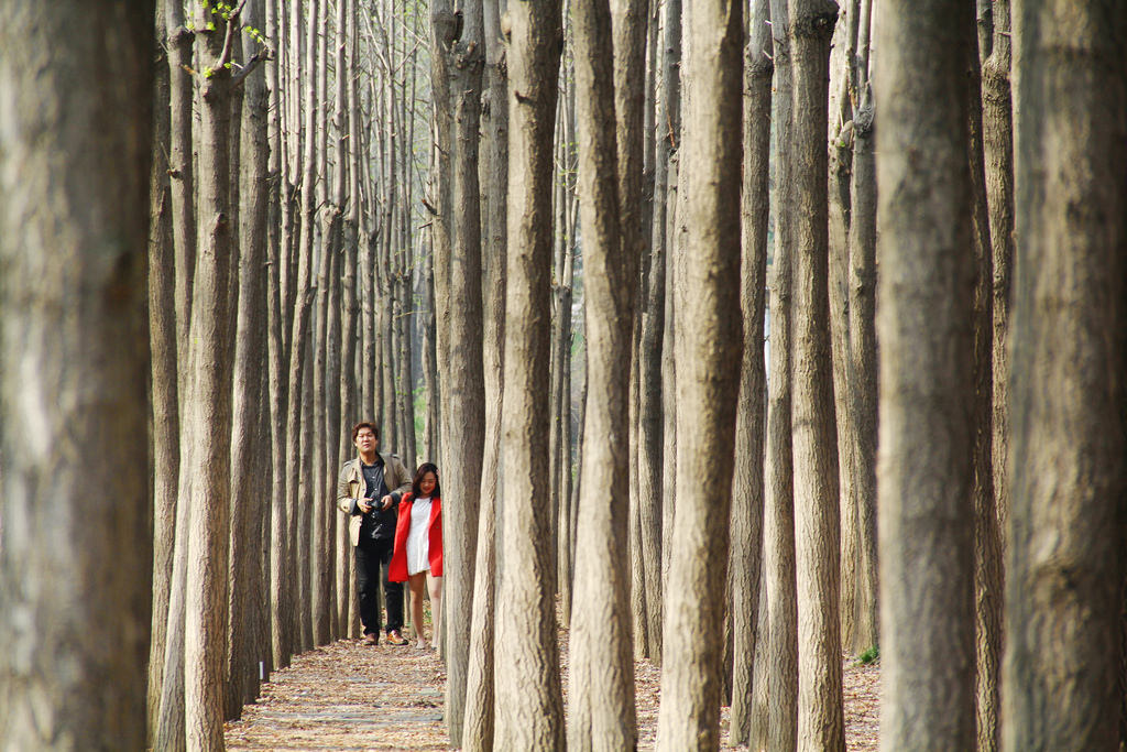 Seoul Forest
