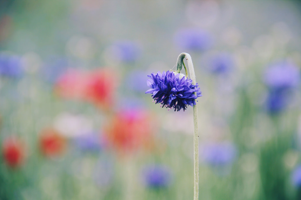 Travel Photographer | Olympic Park Seoul South Korea