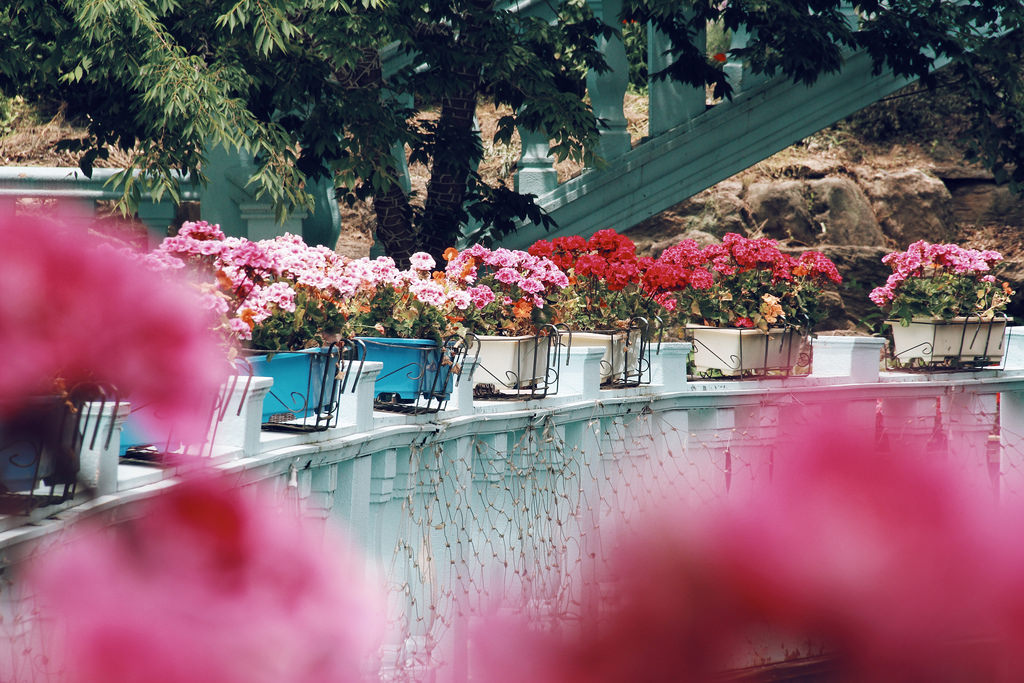 Pocheon Herb Island (포천 허브아일, 랜드), Gyeonggi-do.