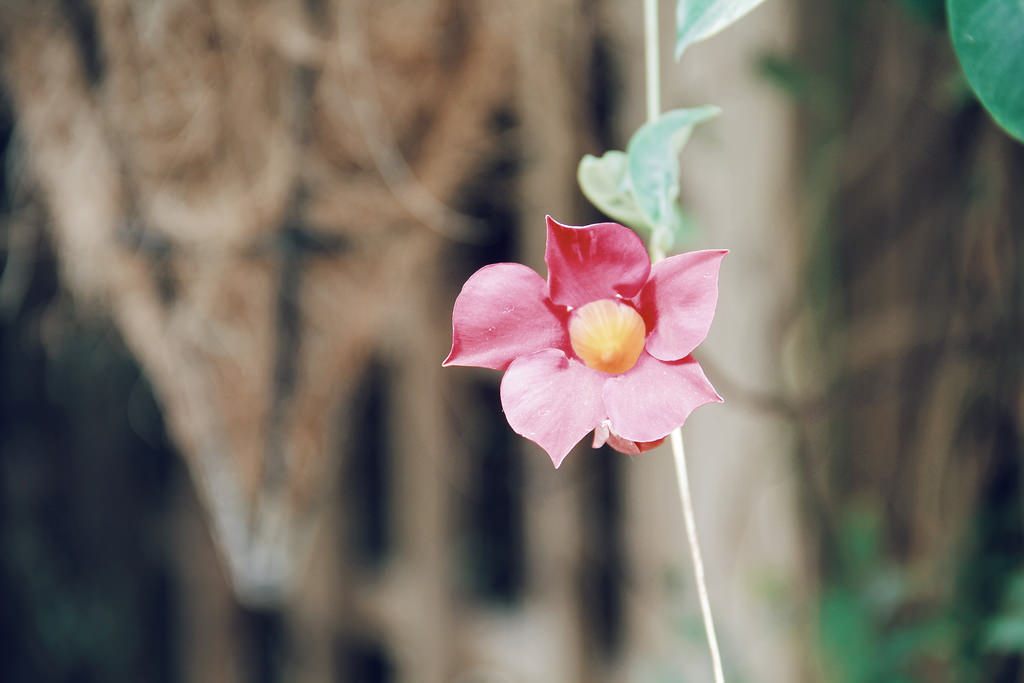 Pocheon Herb Island (포천 허브아일, 랜드), Gyeonggi-do.