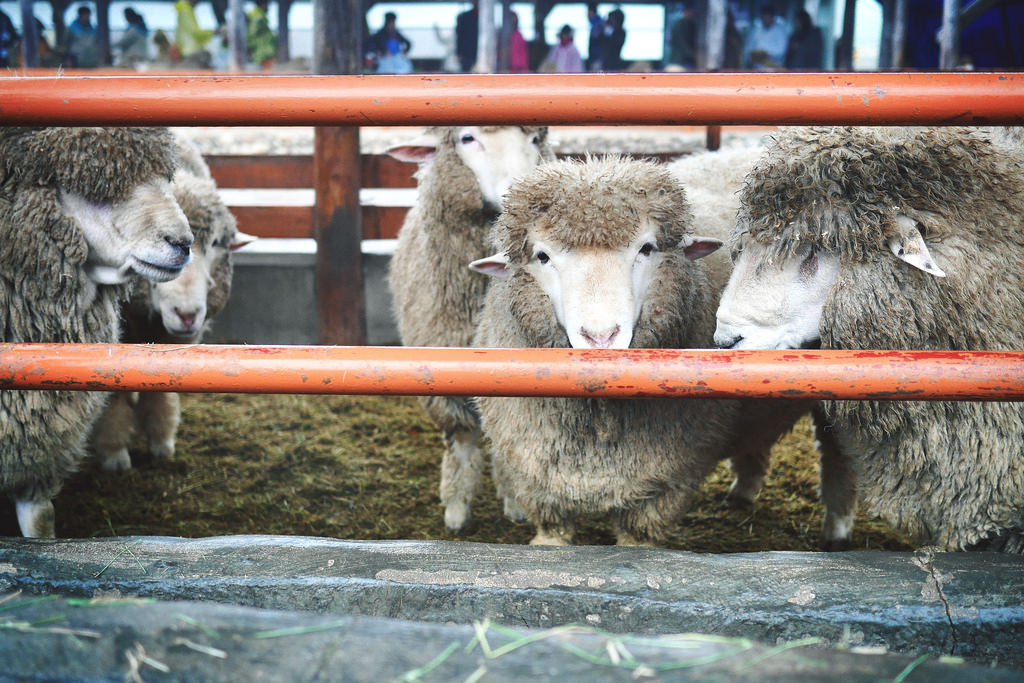 Daegwallyeong Sheep Farm, South Korea.