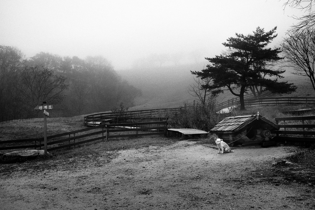 Daegwallyeong Sheep Farm, South Korea.