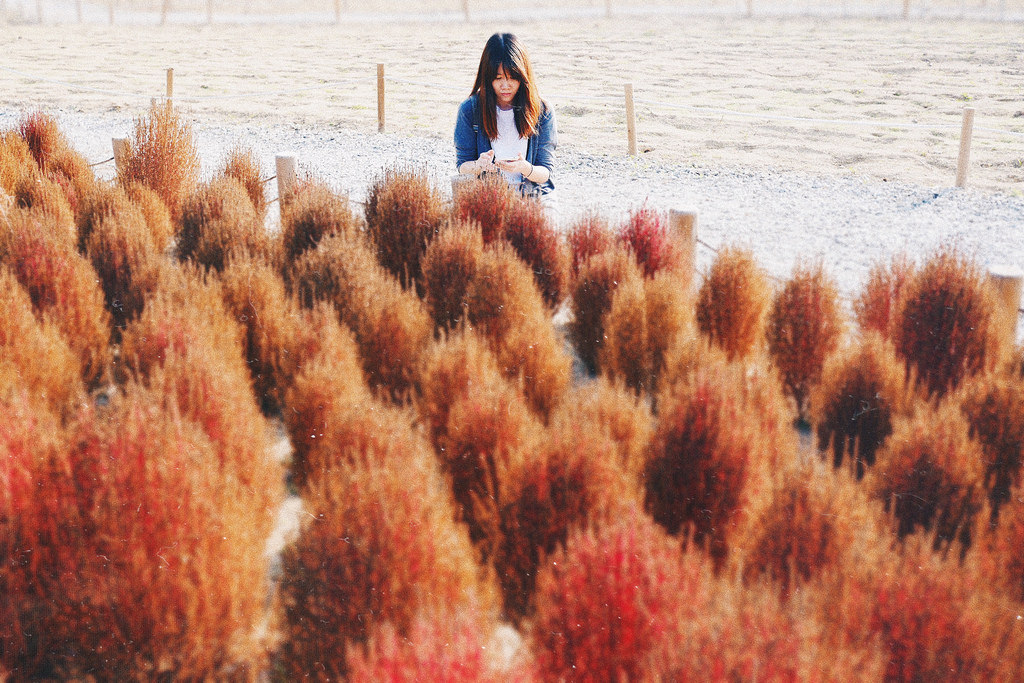 Travel Photographer | Kocchia Gwanggyo Lake Park Suwon South Korea