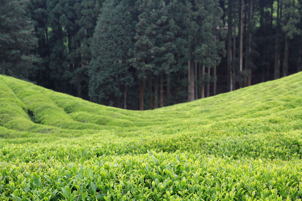 Daehan Dawon Tourist Tea Plantation, Boseong.