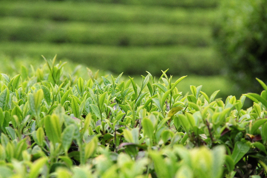 Green tea leaves up close.