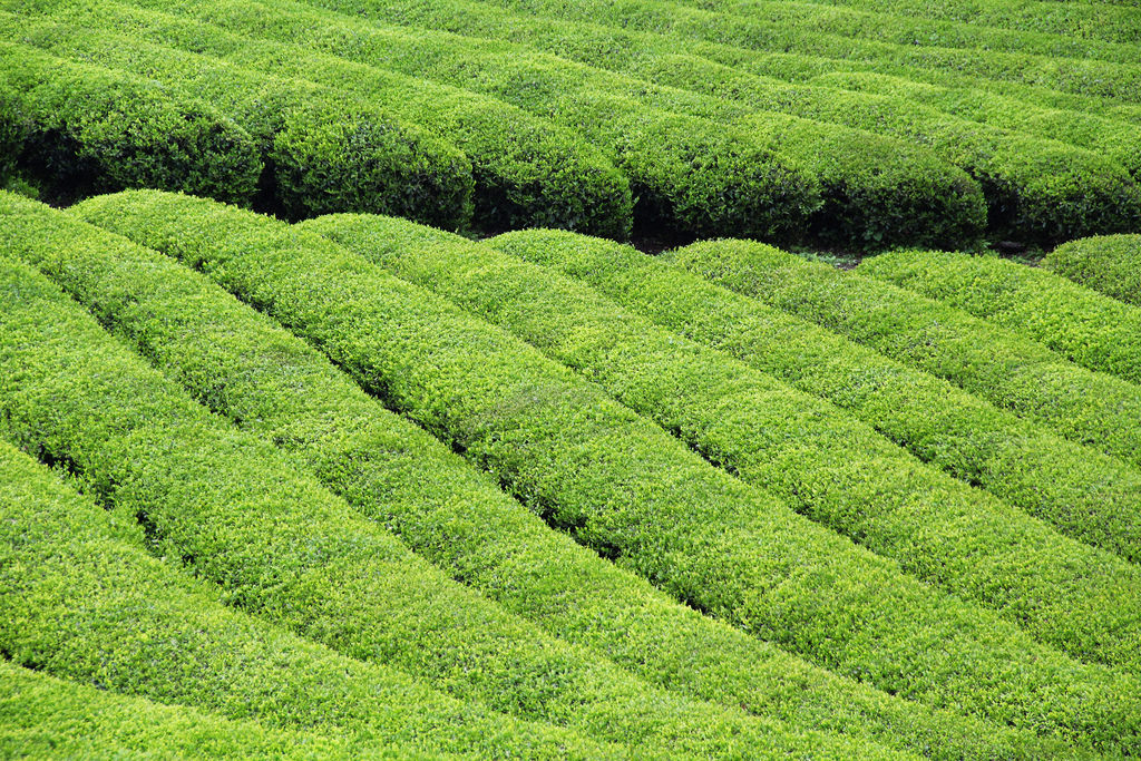Boseong Daehan Dawon Green Tea Plantation
