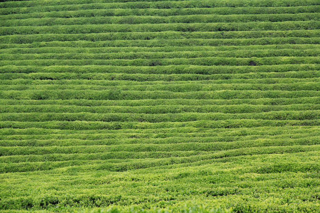 Boseong Daehan Dawon Green Tea Plantation