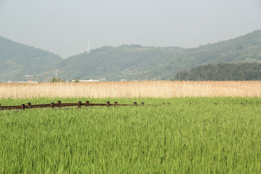Suncheonman Bay Wetland Reserve, South Korea.