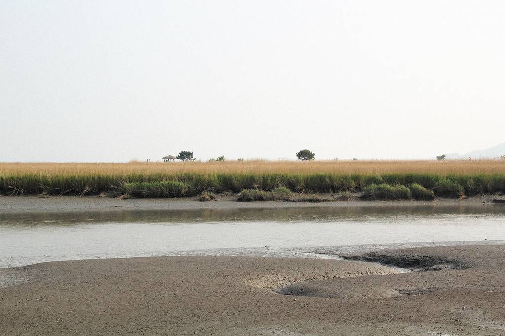 Suncheonman Bay Wetland Reserve, South Korea.