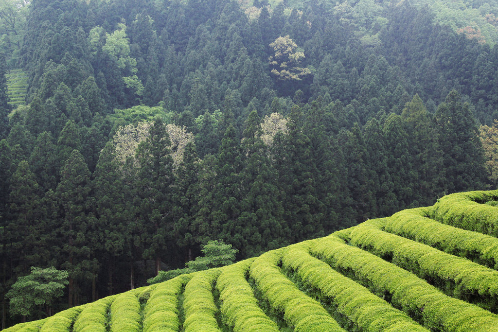 Boseong Daehan Dawon Green Tea Plantation