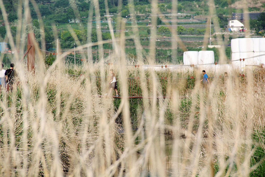 Suncheonman Bay Wetland Reserve, South Korea.