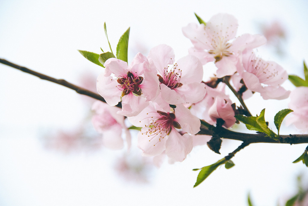 Travel Photographer | Spring at Gyeongbokgung Seoul South Korea