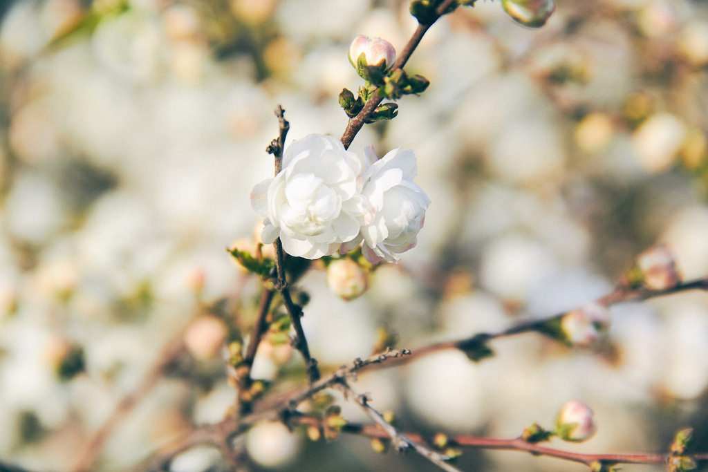 Travel Photographer | Spring at Gyeongbokgung Seoul South Korea