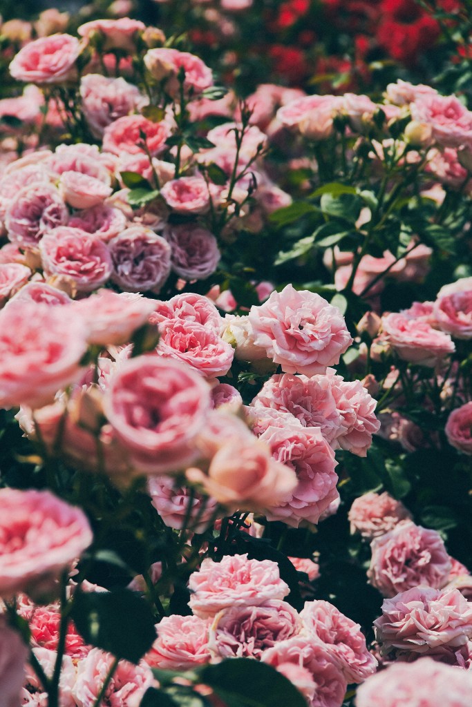 Travel Photographer | Gokseong International Rose Festival South Korea Summer