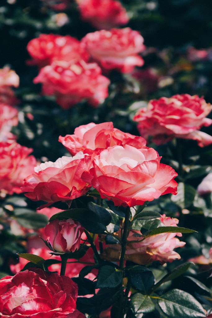 Travel Photographer | Gokseong International Rose Festival South Korea Summer