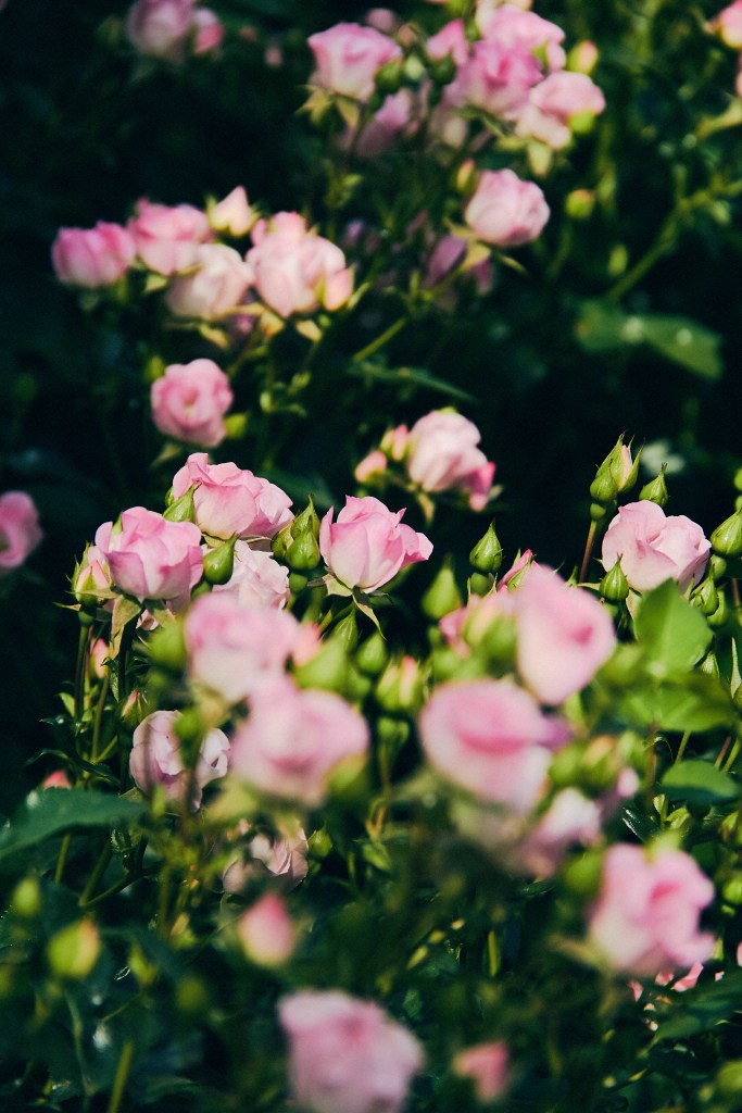 Travel Photographer | Gokseong International Rose Festival South Korea Summer