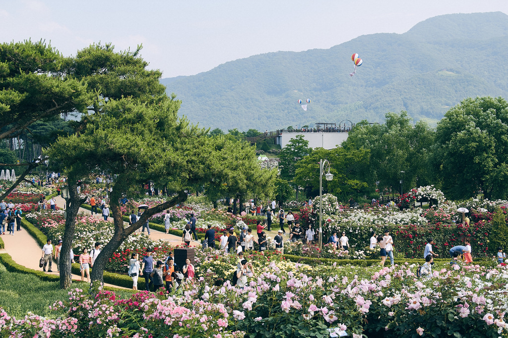 Travel Photographer | Gokseong International Rose Festival South Korea Summer