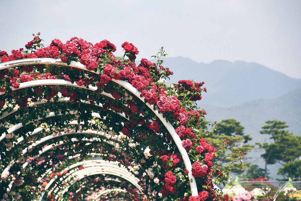 Travel Photographer | Gokseong International Rose Festival South Korea Summer
