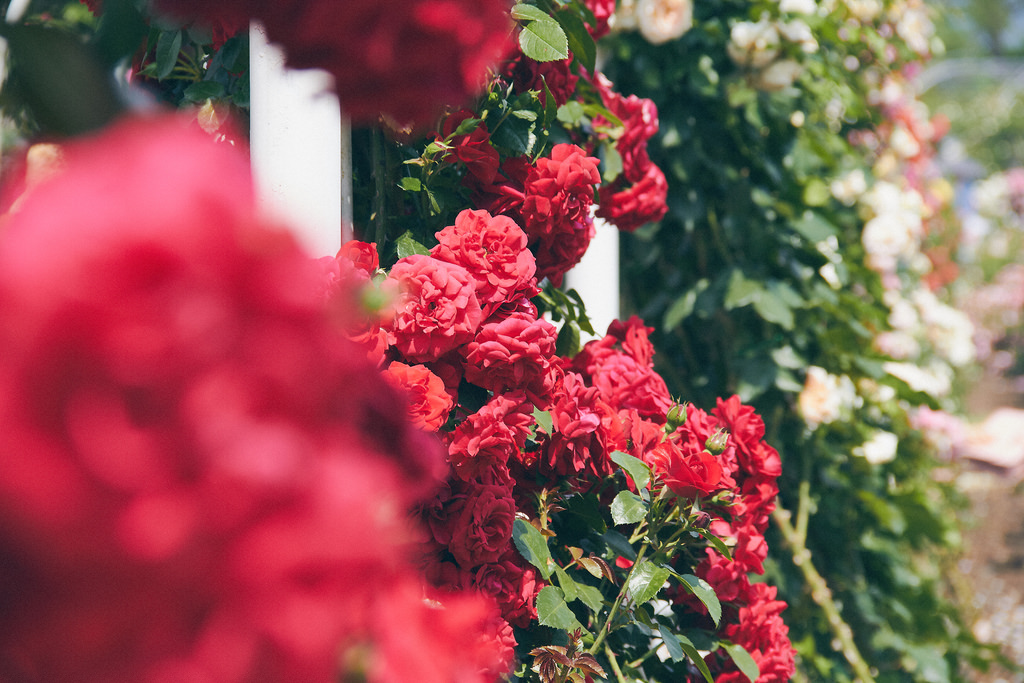 Travel Photographer | Gokseong International Rose Festival South Korea Summer
