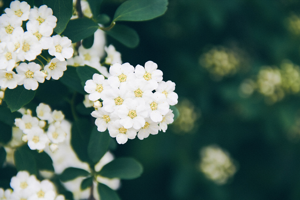 Travel Photographer | Spring at Seonyudo Park Seoul South Korea