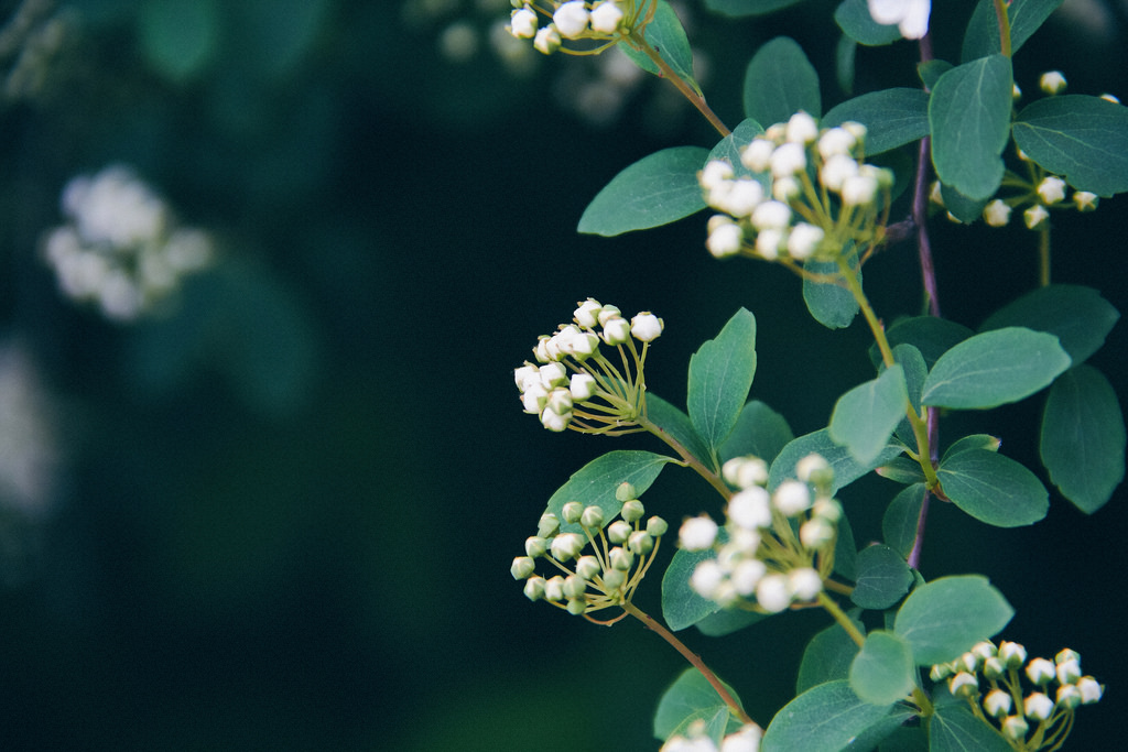 Travel Photographer | Spring at Seonyudo Park Seoul South Korea