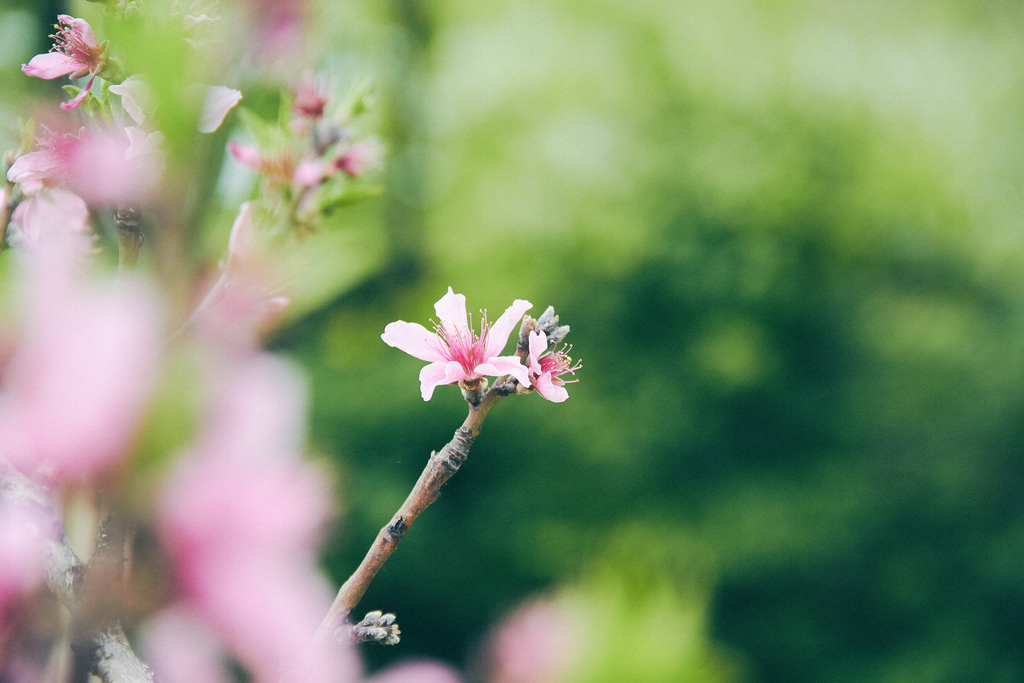 Travel Photographer | Spring at Seonyudo Park Seoul South Korea