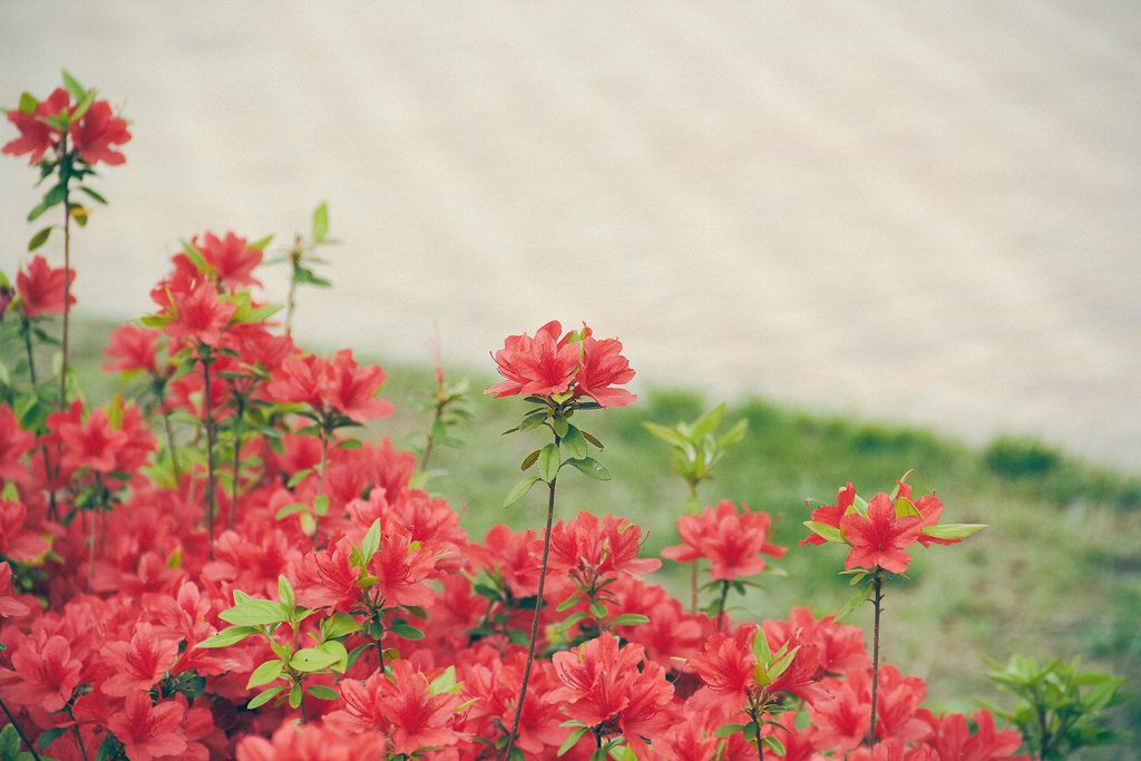 Travel Photographer | Spring at Seonyudo Park Seoul South Korea