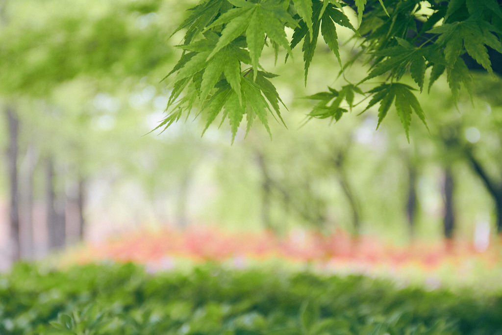 Travel Photographer | Spring at Seonyudo Park Seoul South Korea