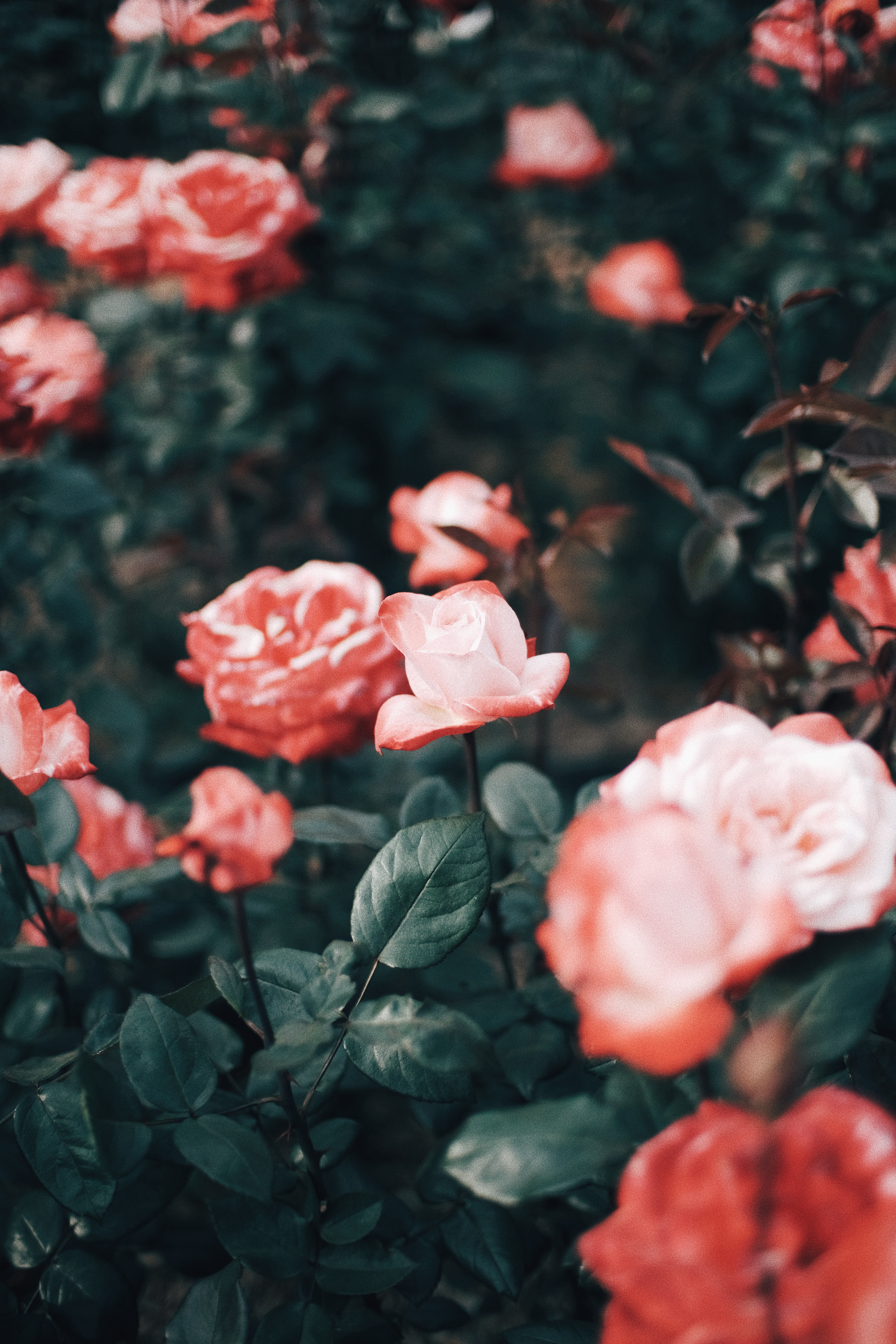 Photographer | Seoul Grand Park Rose Festival 2018 South Korea