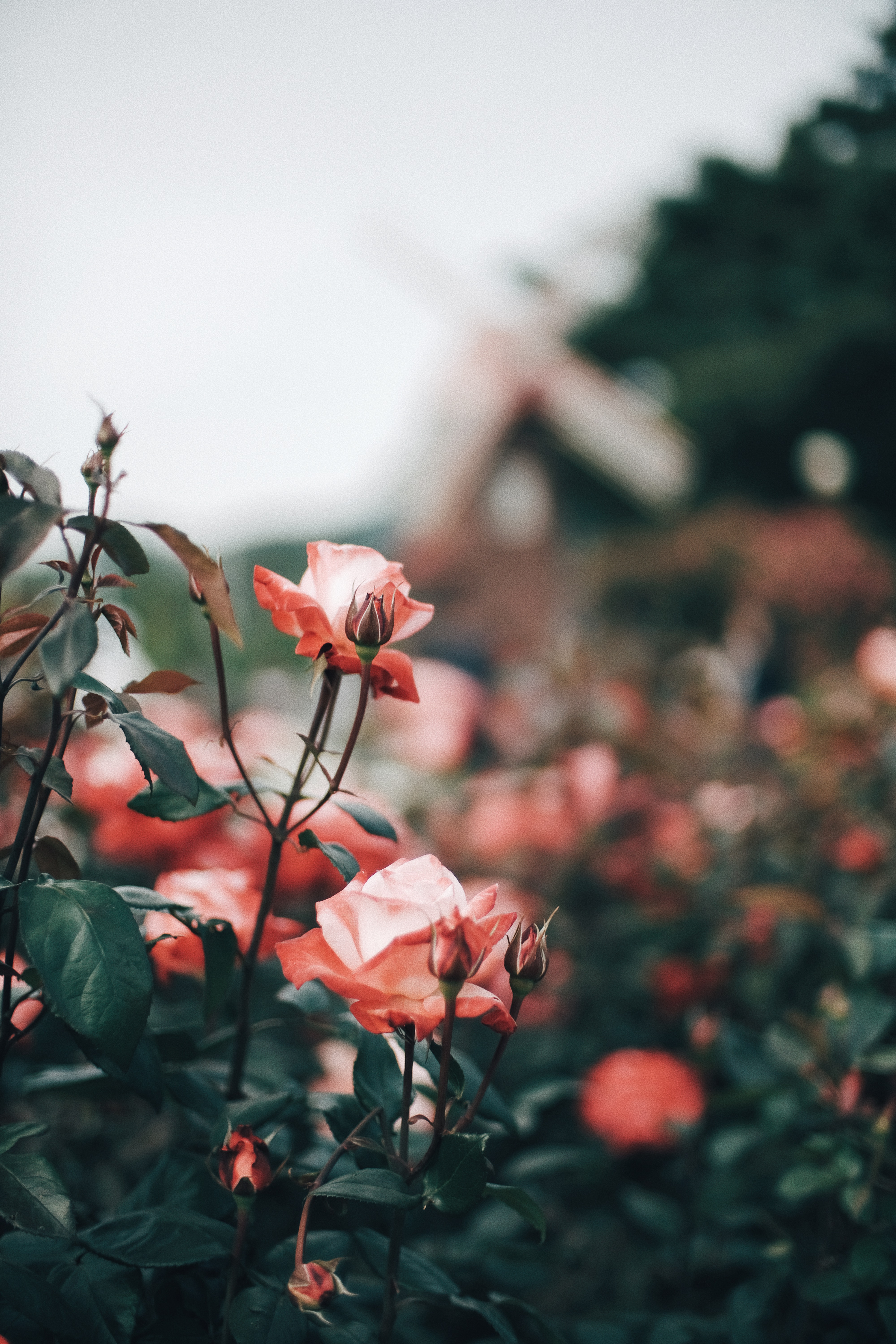 Photographer | Seoul Grand Park Rose Festival 2018 South Korea