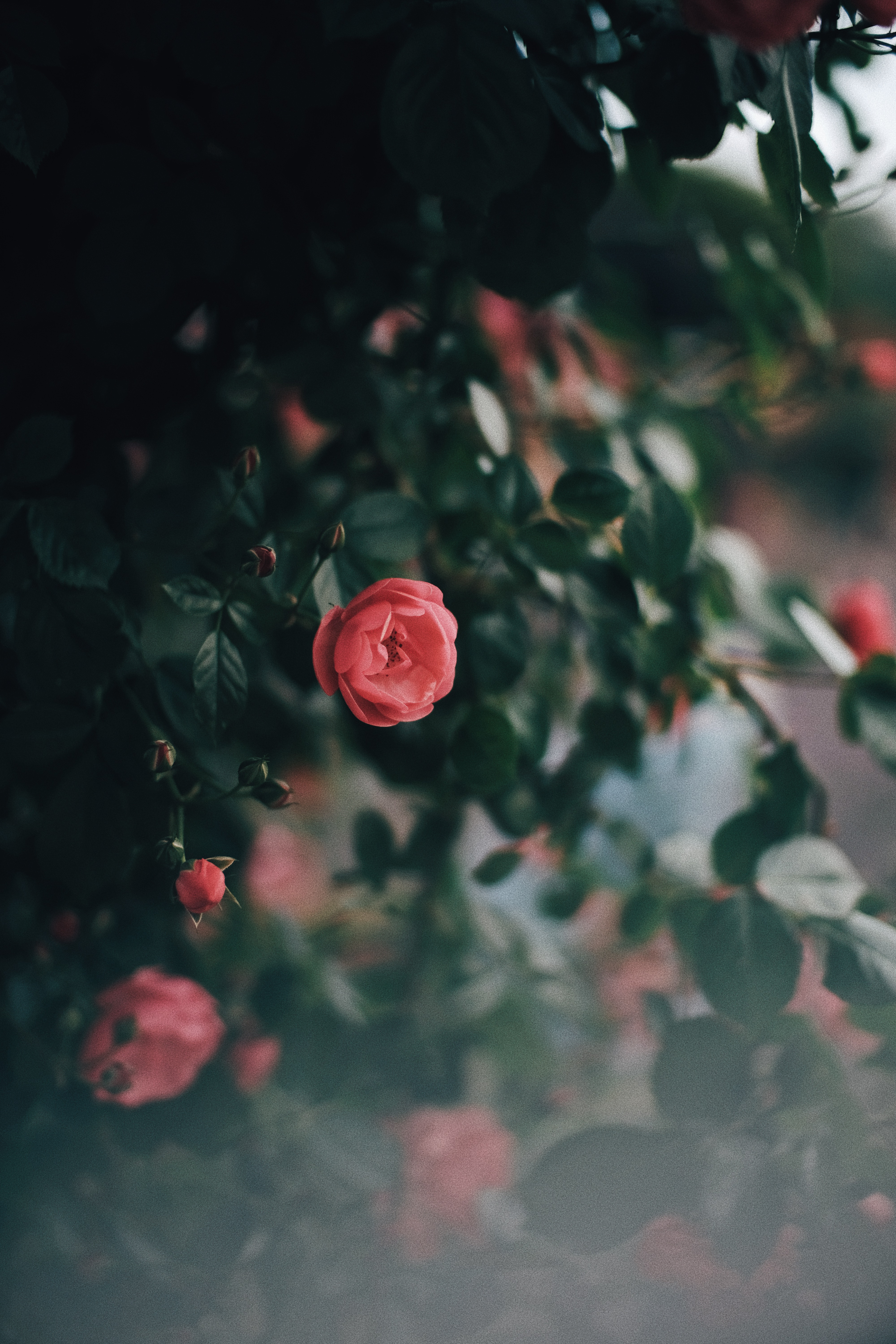 Photographer | Seoul Grand Park Rose Festival 2018 South Korea