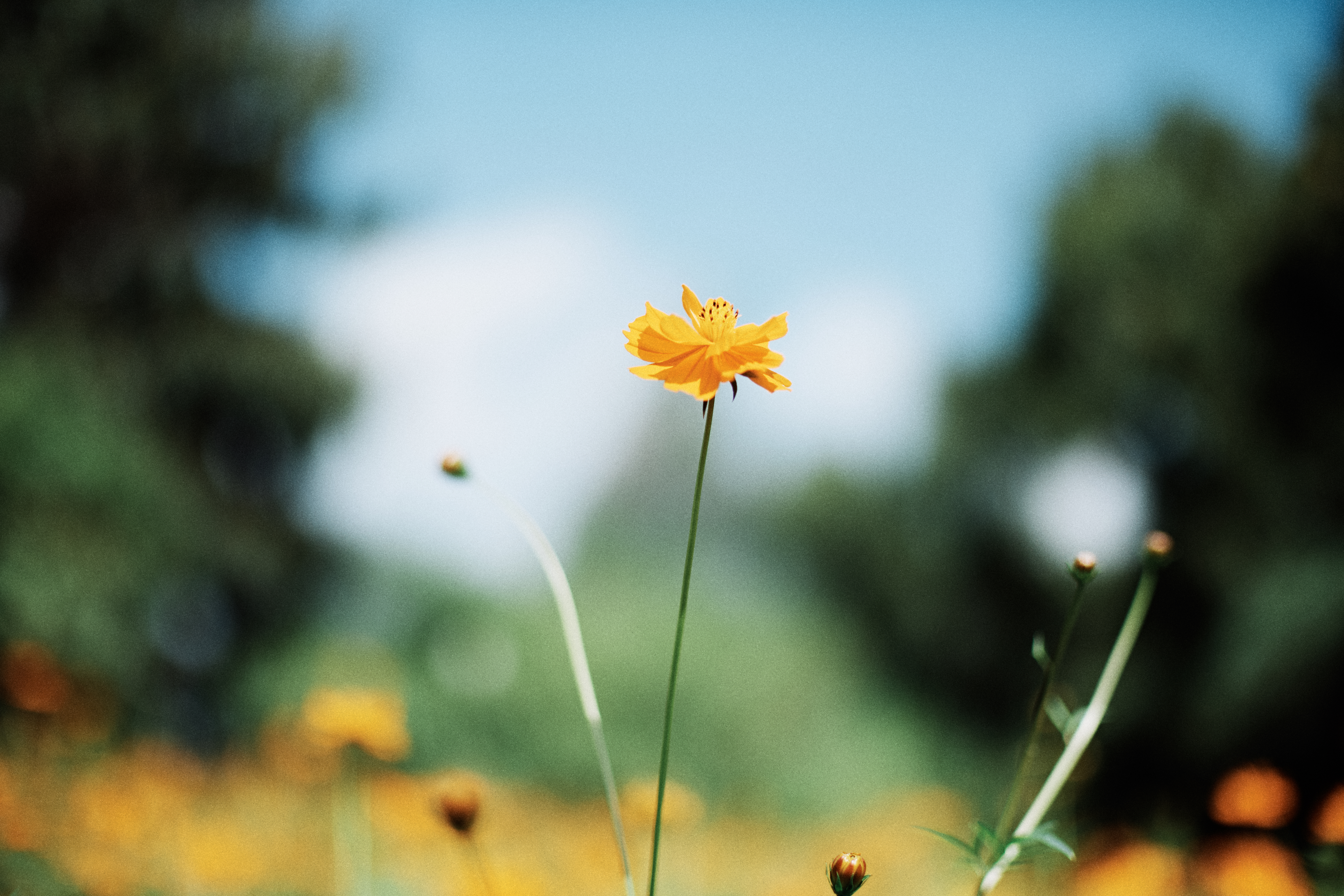 Seoul Olympic Park 3