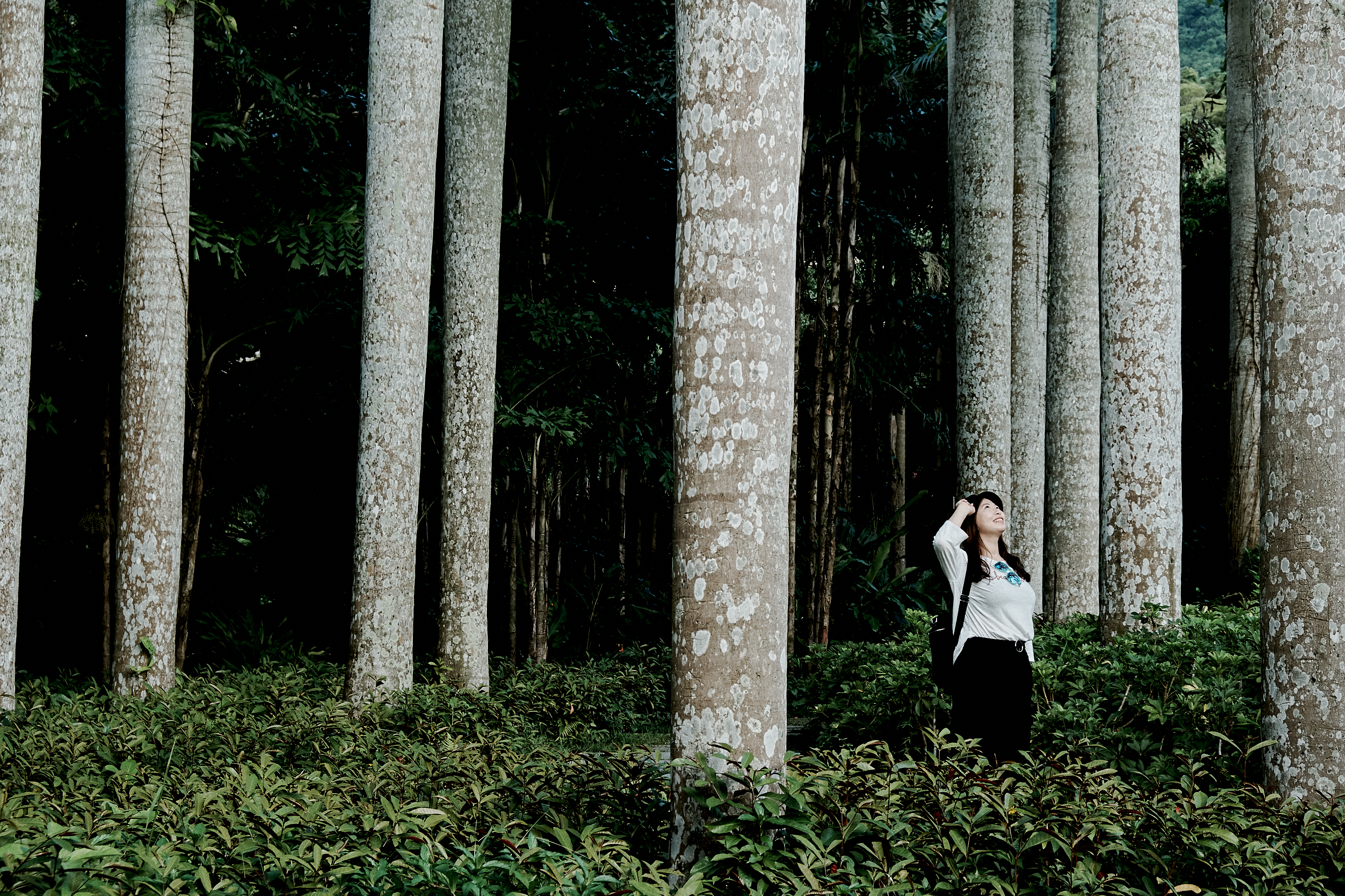 Shenzhen Fairy Lake Botanical Garden