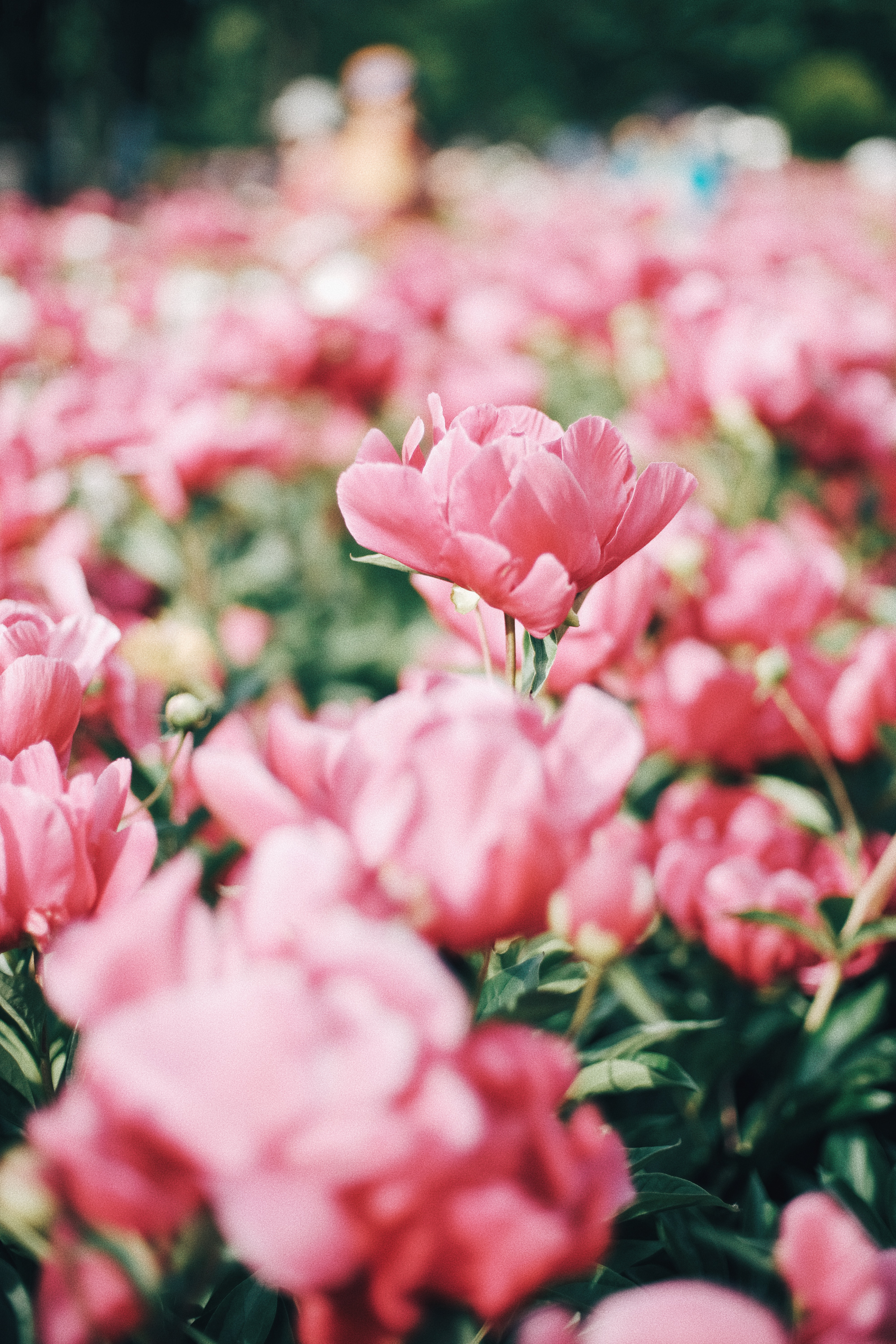 Photographer | Seoul Grand Park Rose Festival 2018 South Korea