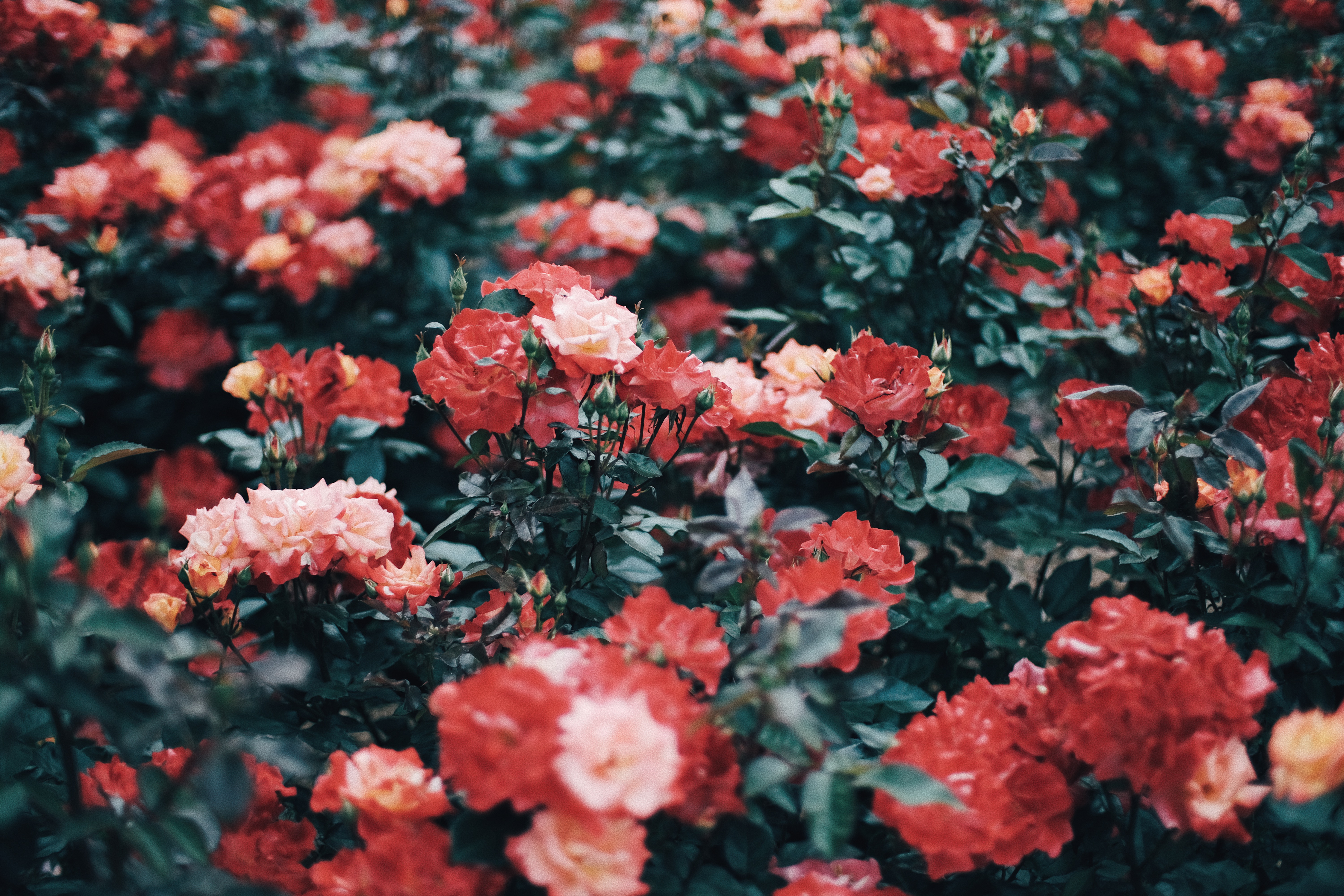 Photographer | Seoul Grand Park Rose Festival 2018 South Korea