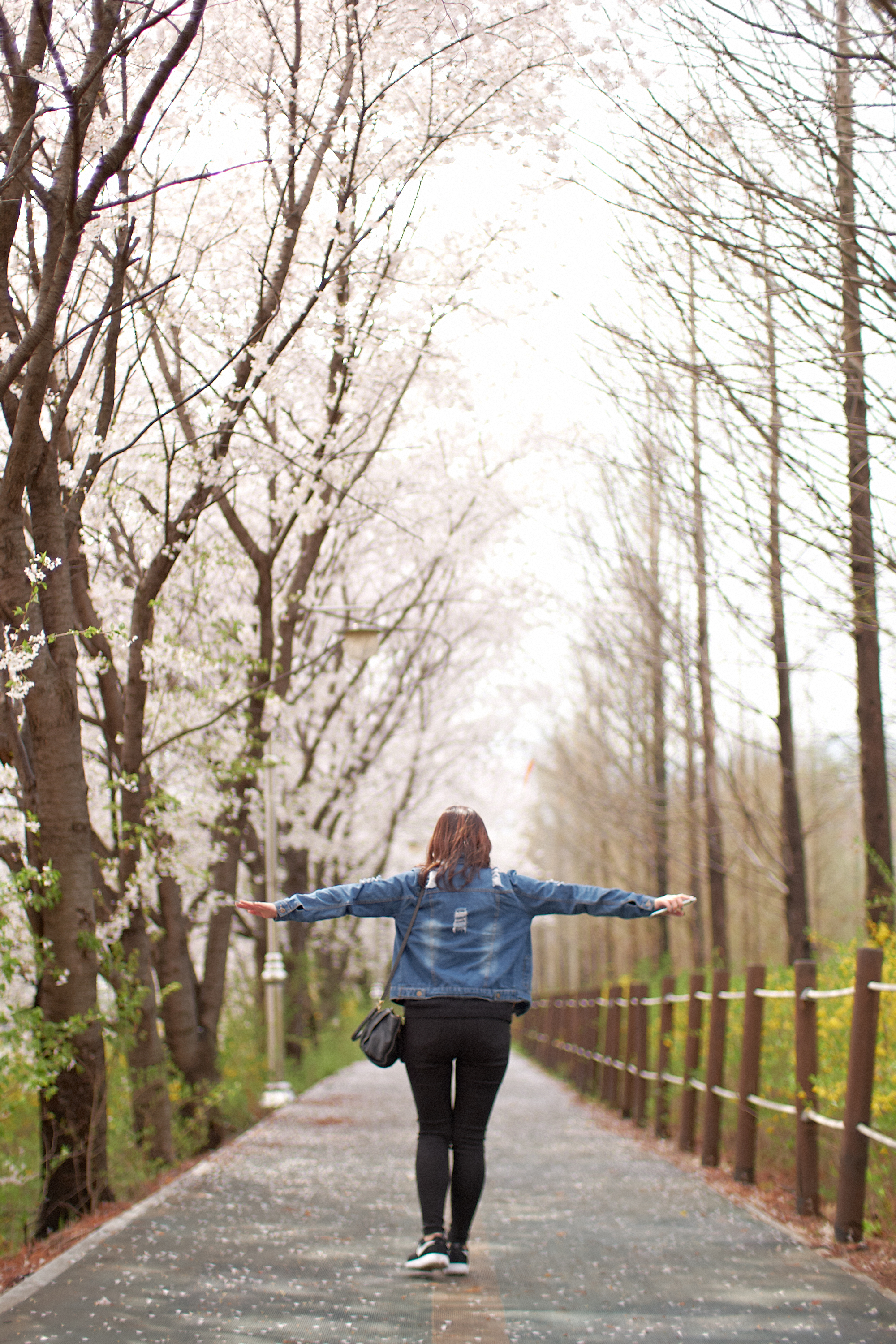 Photographer | Cherry blossom at Yangjaecheon Seoul South Korea